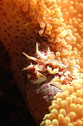 Sipadan_2015_Crabe porcelaine des anemones_Neopetrolisthes maculatus_IMG_2817_rc